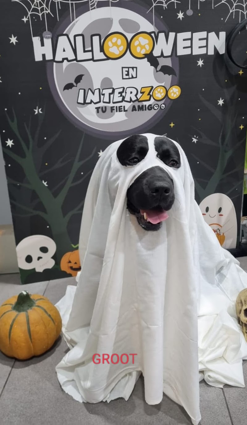 Imagen de Interzoo Alzira ð¶ð±ð­ Peluquería Canina | Productos para Mascotas | Comprar Pienso para Perros y Gatos