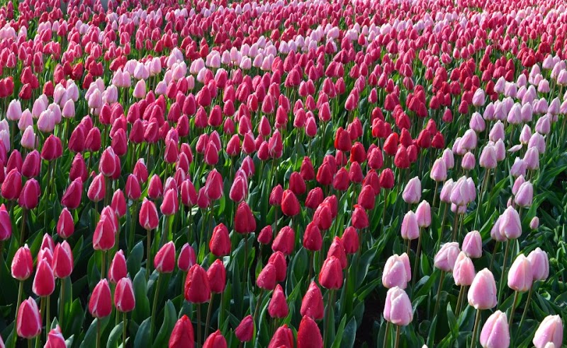 Imagen de Fertilevante