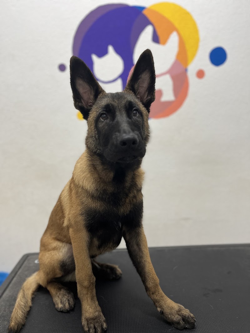 Imagen de negocio en Peluquería canina y felina en Ayelo de Malferit