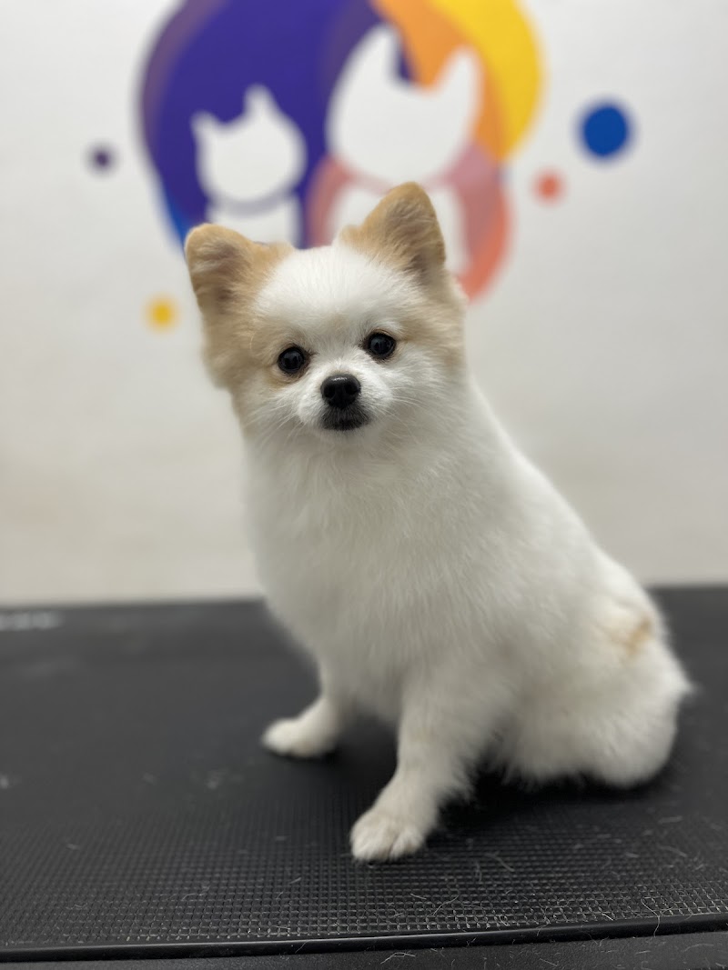 Imagen de negocio en Peluquería canina y felina en Ayelo de Malferit