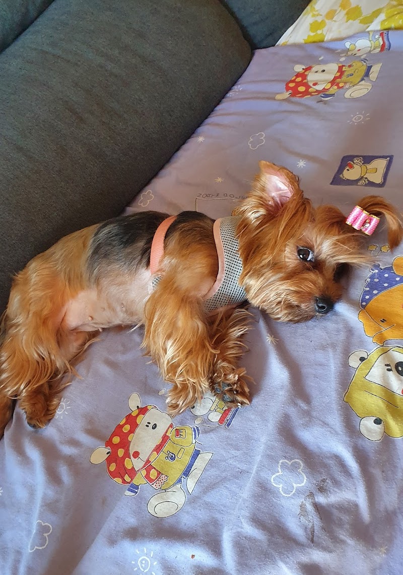 Imagen de Crazypet Mascotas