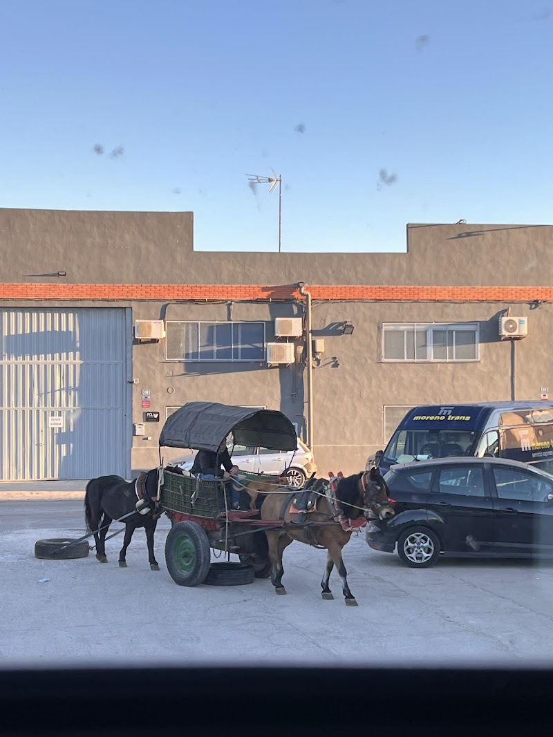Imagen de Viveros Maño Alginet
