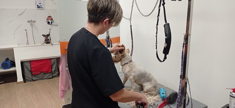 Imagen de Divinos Peludos