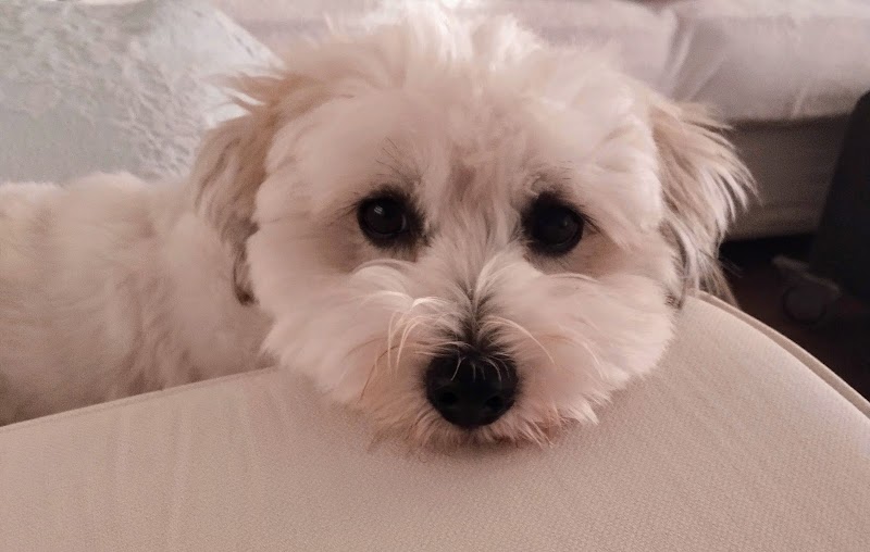 Imagen de Divinos Peludos