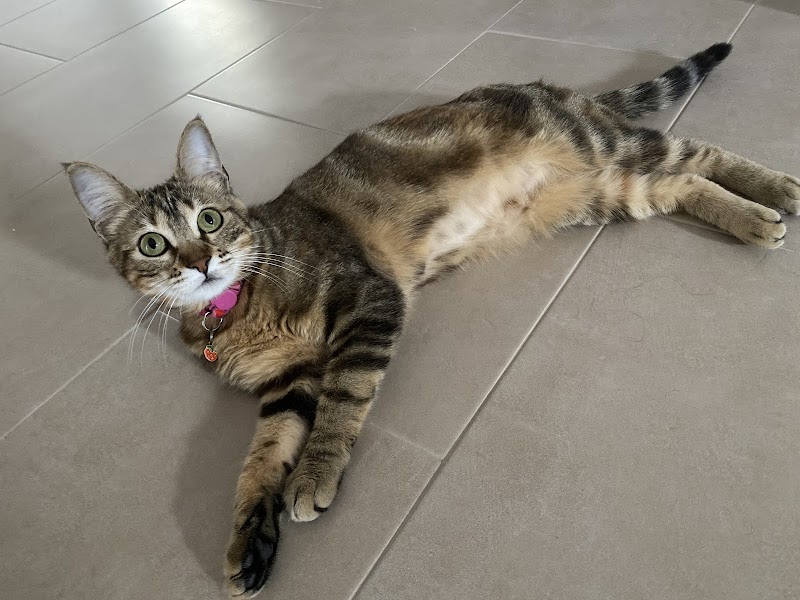 Imagen de Centro Canino Sport-dog