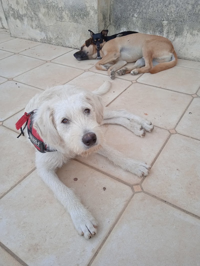 Imagen de Centro Canino Sport-dog