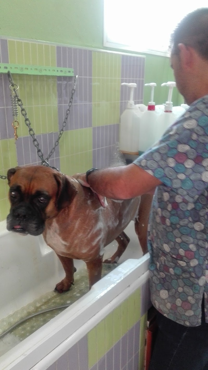 Imagen de Mi King Pet Shop