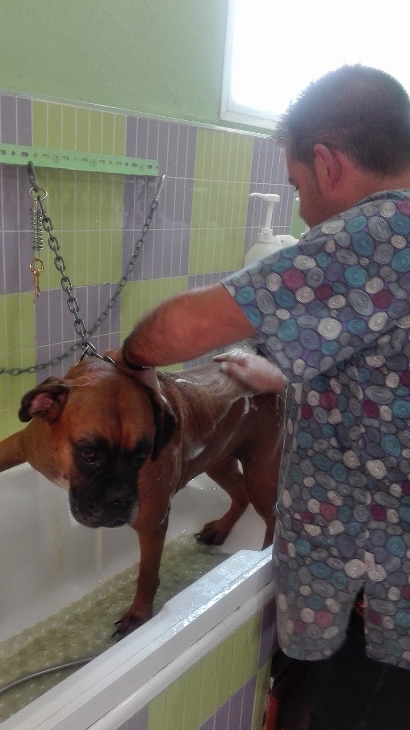 Imagen de Mi King Pet Shop