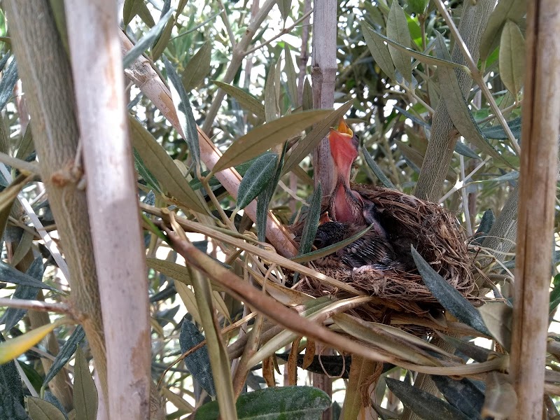 Imagen de Vivero Navarro