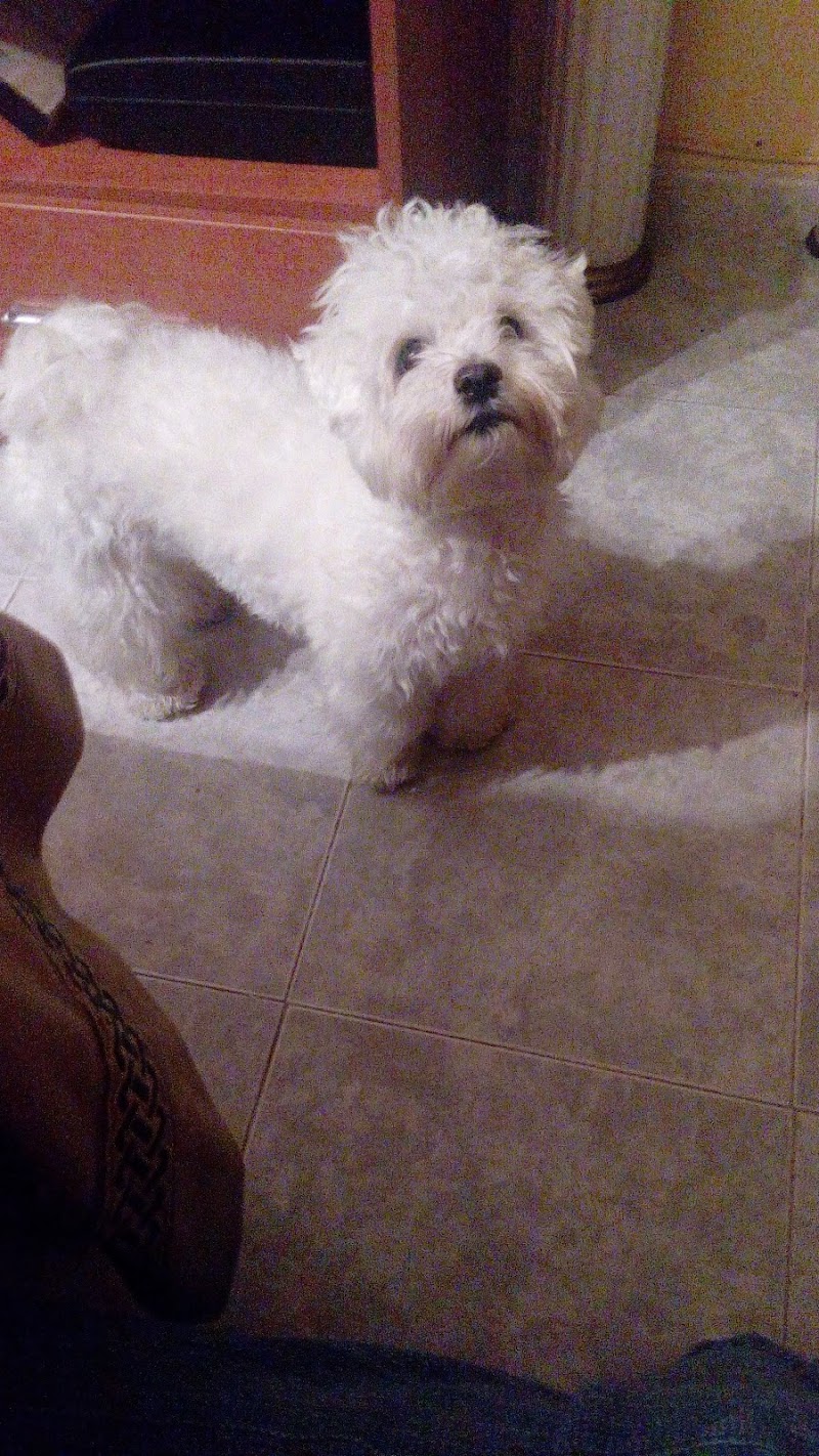 Imagen de Peluqueria Canina Reme Rodríguez