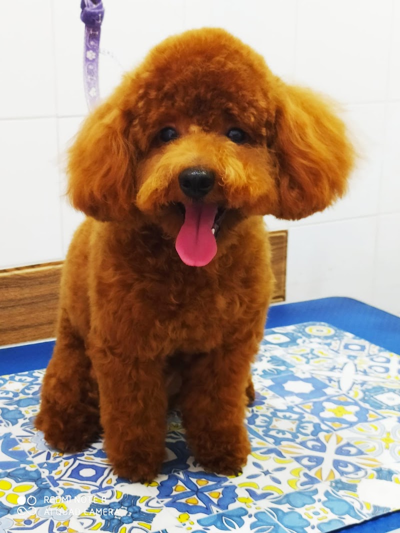 Imagen de Peluqueria Canina Reme Rodríguez