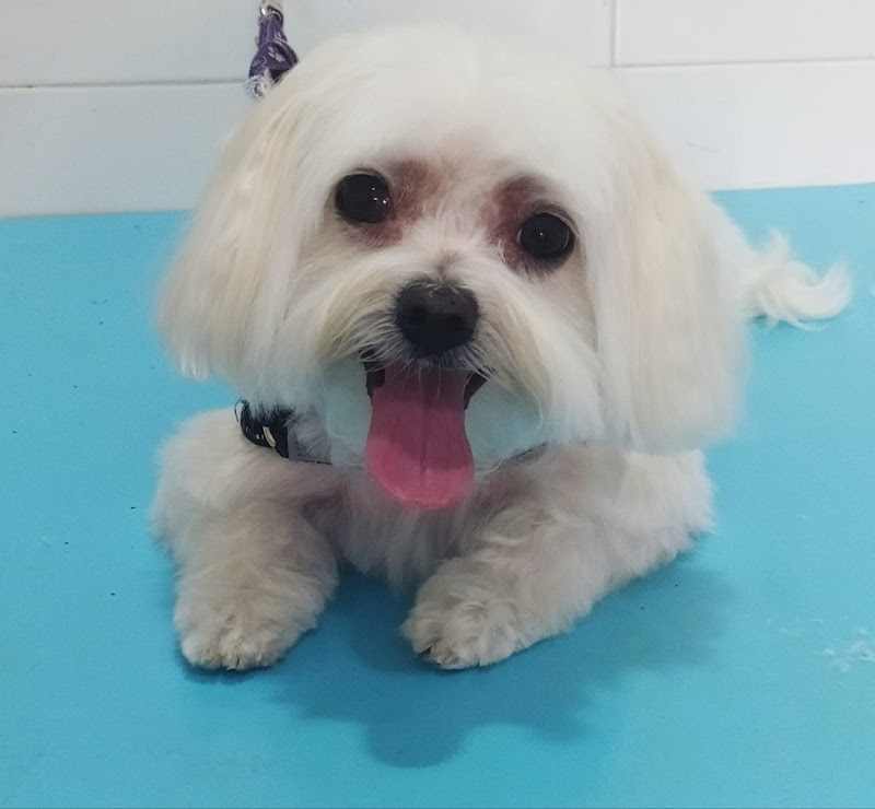 Imagen de Peluqueria Canina Reme Rodríguez