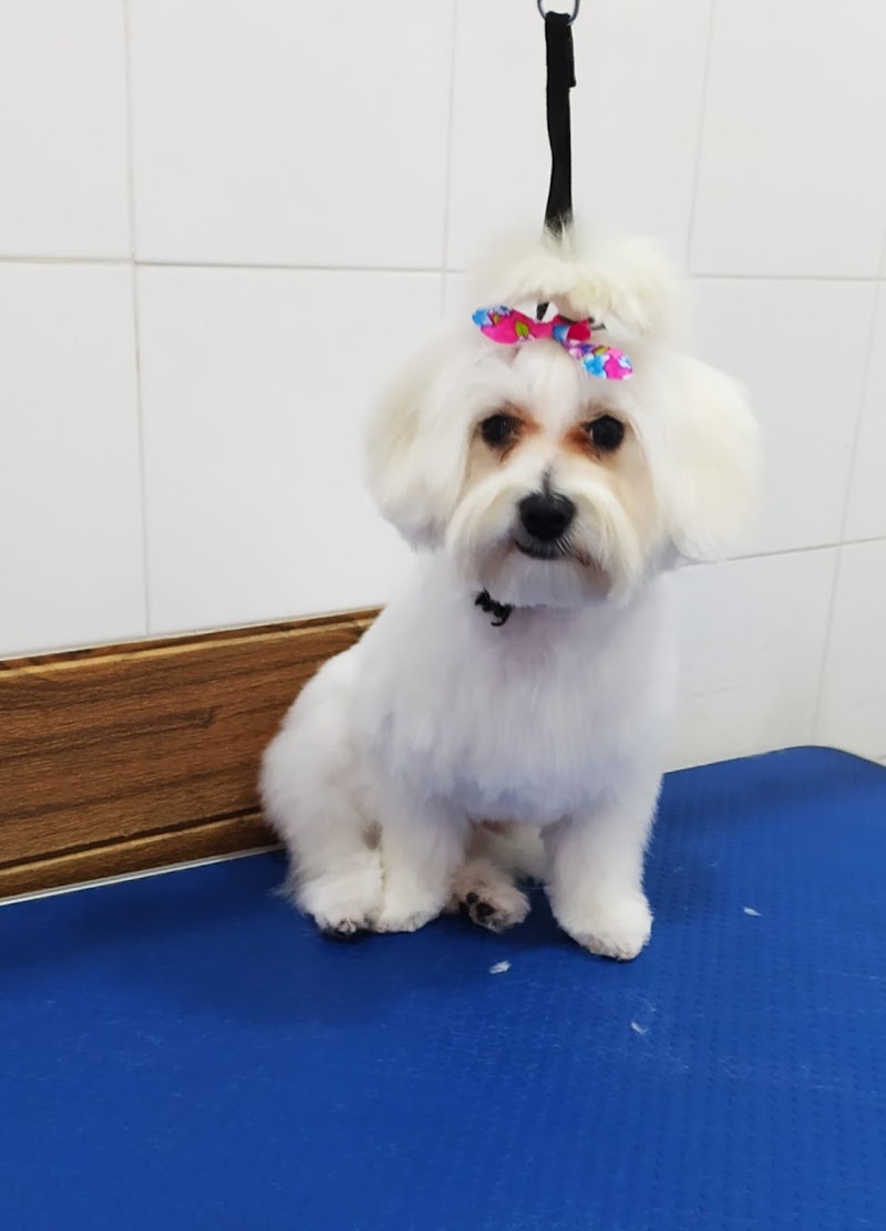 Imagen de Peluqueria Canina Reme Rodríguez