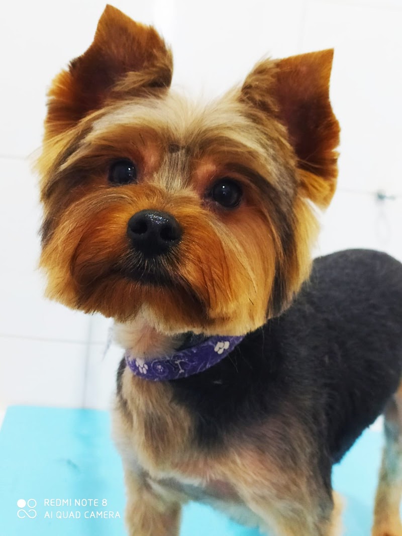 Imagen de Peluqueria Canina Reme Rodríguez