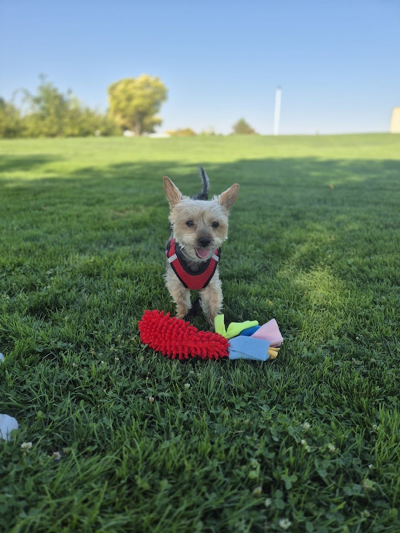 Imagen de Cole de Canes. Educador Canino. Educación Canina. Adiestrador Canino