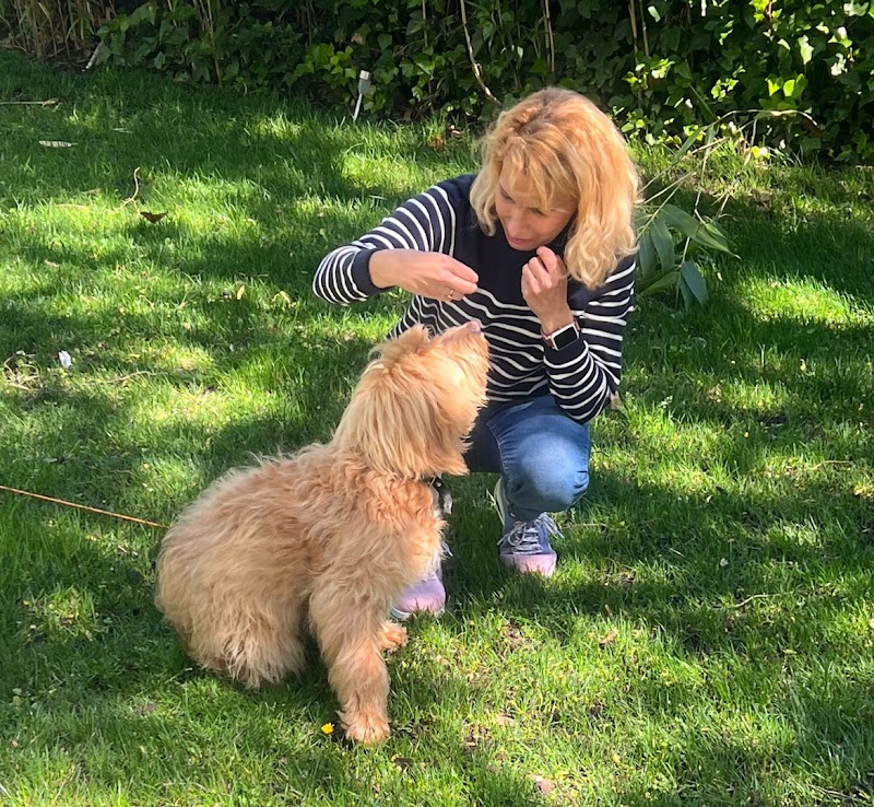 Imagen de Cole de Canes. Educador Canino. Educación Canina. Adiestrador Canino