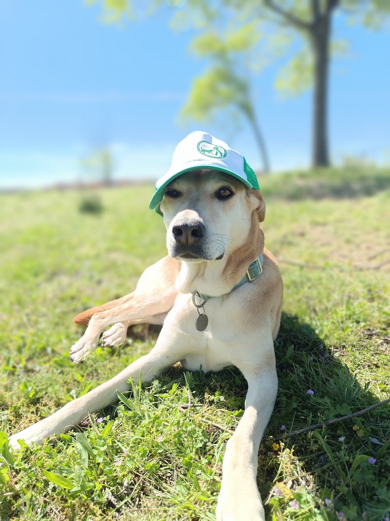 Imagen de Paseoyouperro