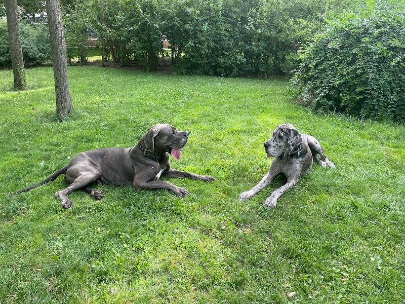 Imagen de Paseoyouperro