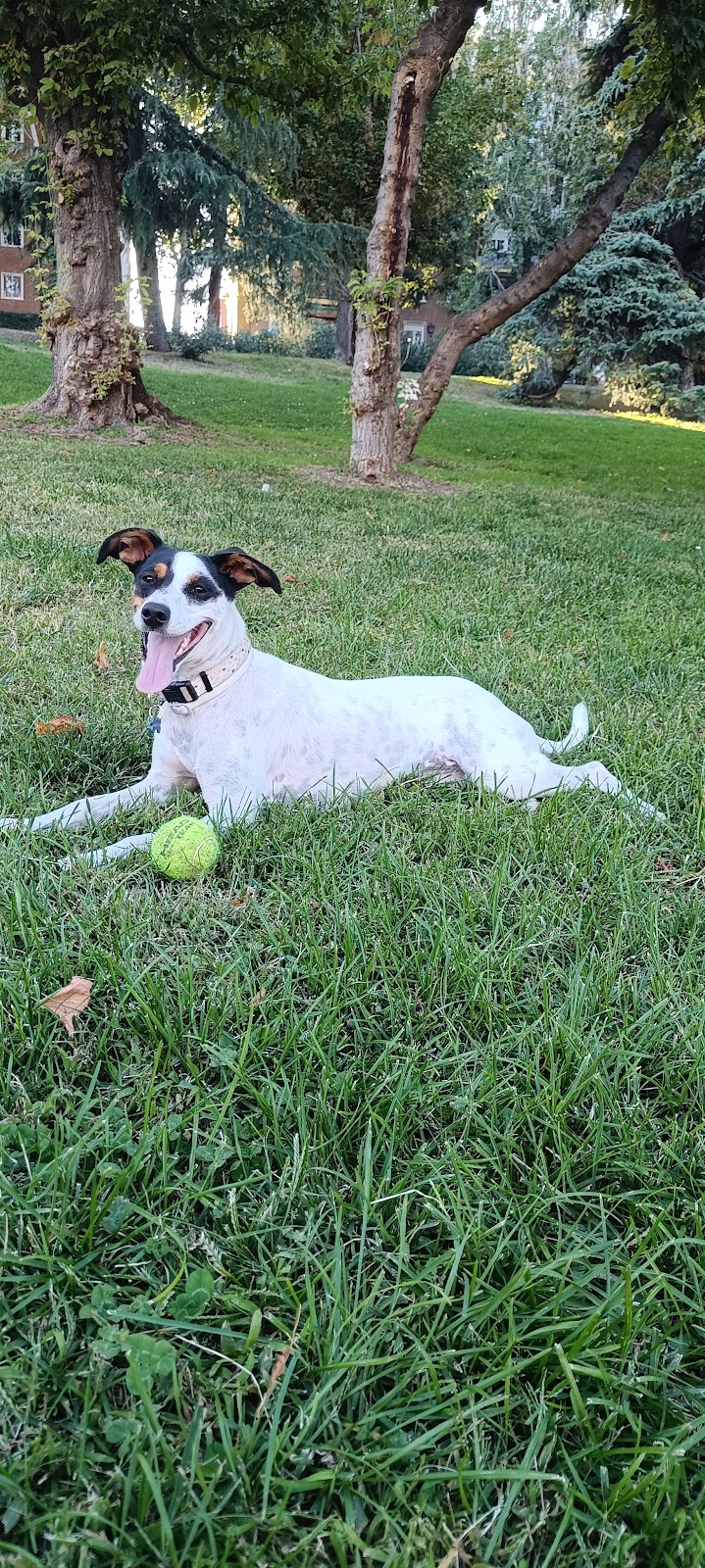 Imagen de Paseoyouperro