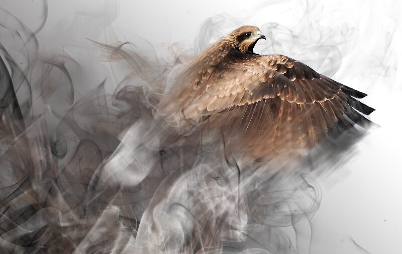 Imagen de Gacelaweb – Agencia de Marketing Digital Madrid