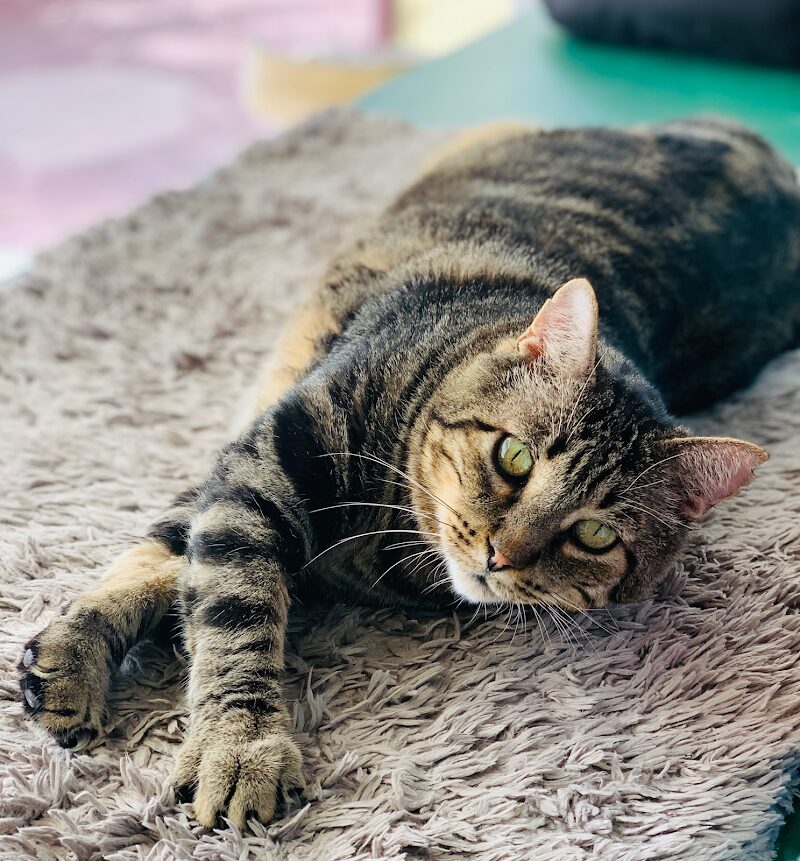 Imagen de F. A. A. – Fundación de Ayuda a los Animales