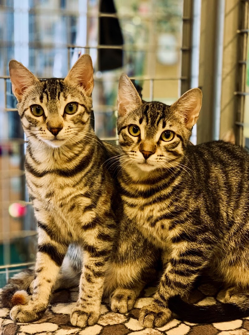 Imagen de F. A. A. – Fundación de Ayuda a los Animales