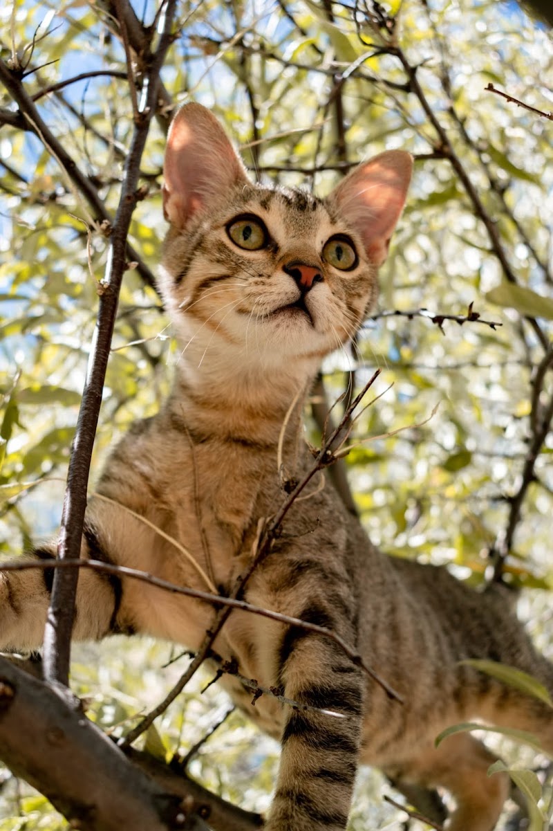 Imagen de F. A. A. – Fundación de Ayuda a los Animales