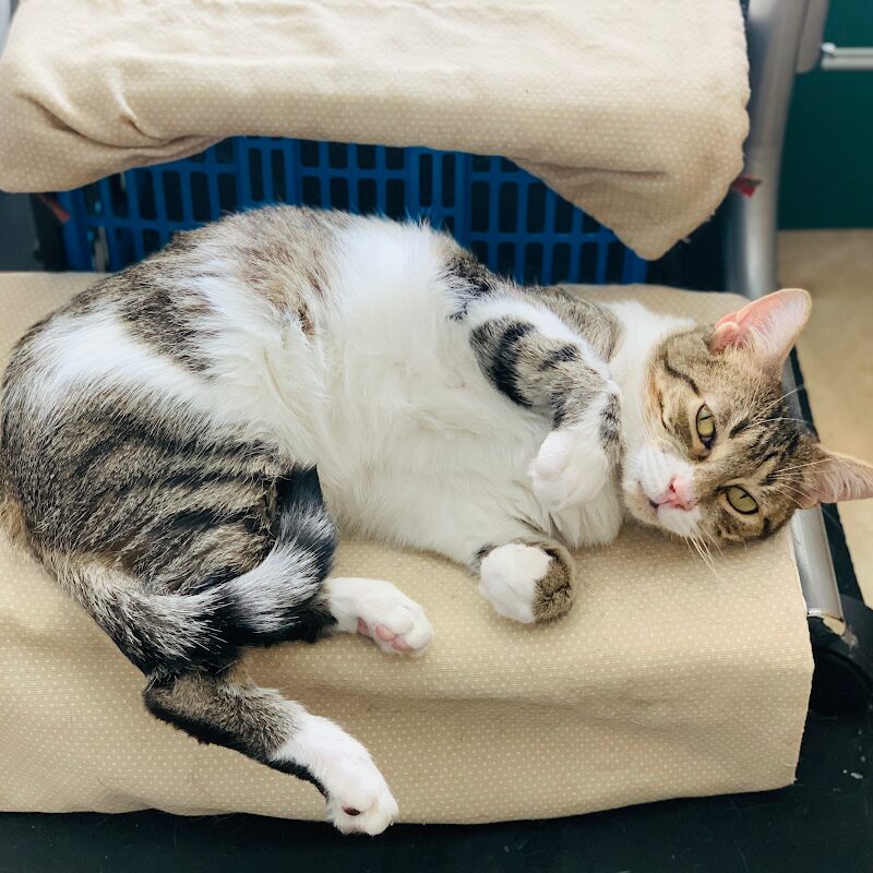 Imagen de F. A. A. – Fundación de Ayuda a los Animales