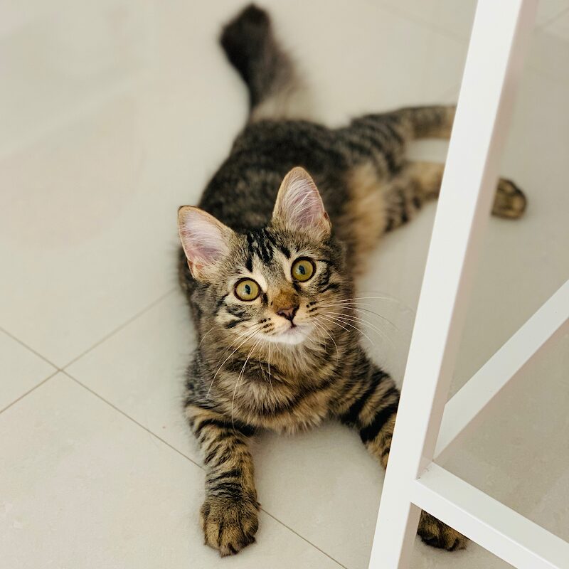 Imagen de F. A. A. – Fundación de Ayuda a los Animales