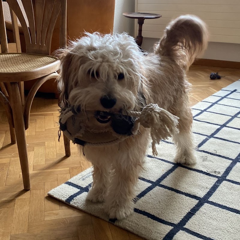 Imagen de Roma Adiestramiento