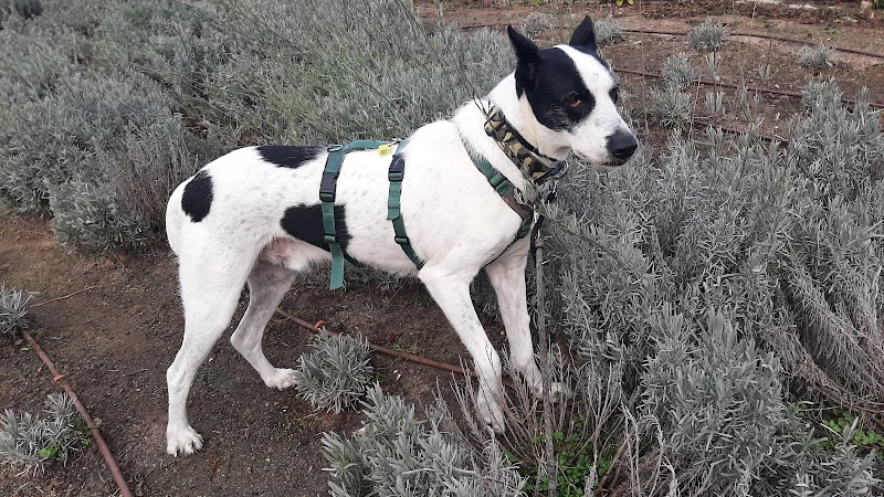 Imagen de Roma Adiestramiento