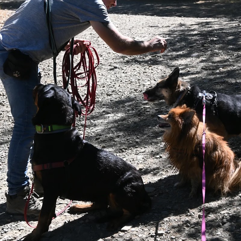 Imagen de Roma Adiestramiento