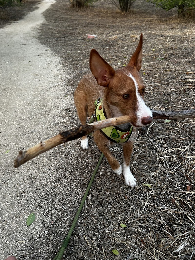 Imagen de Roma Adiestramiento