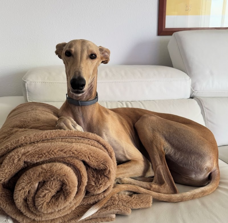 Imagen de Roma Adiestramiento