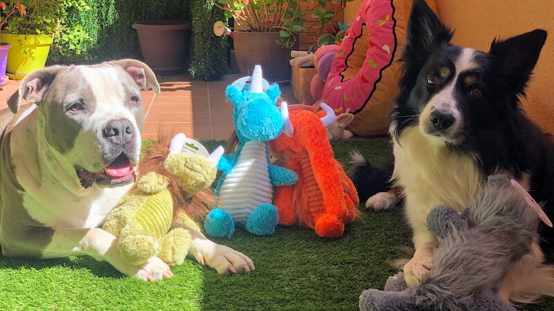 Imagen de Lolitospets