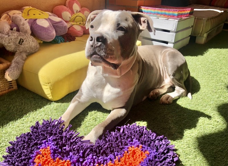 Imagen de Lolitospets