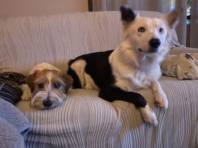 Imagen de Lolitospets