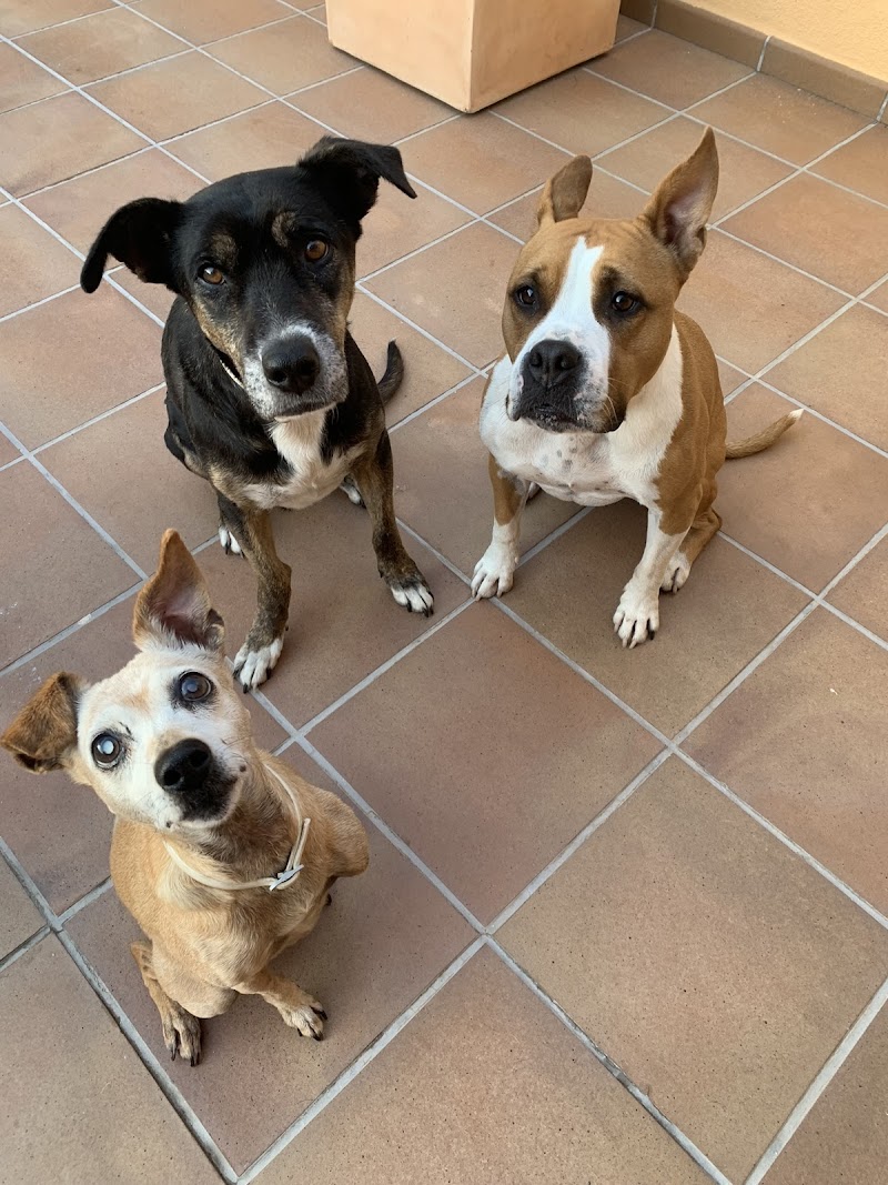 Imagen de Lolitospets