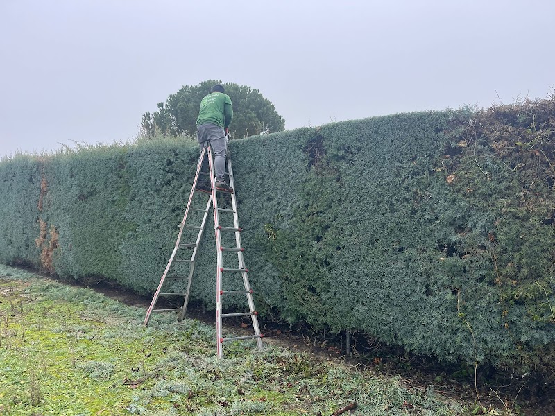 Imagen de Trevo Jardinería
