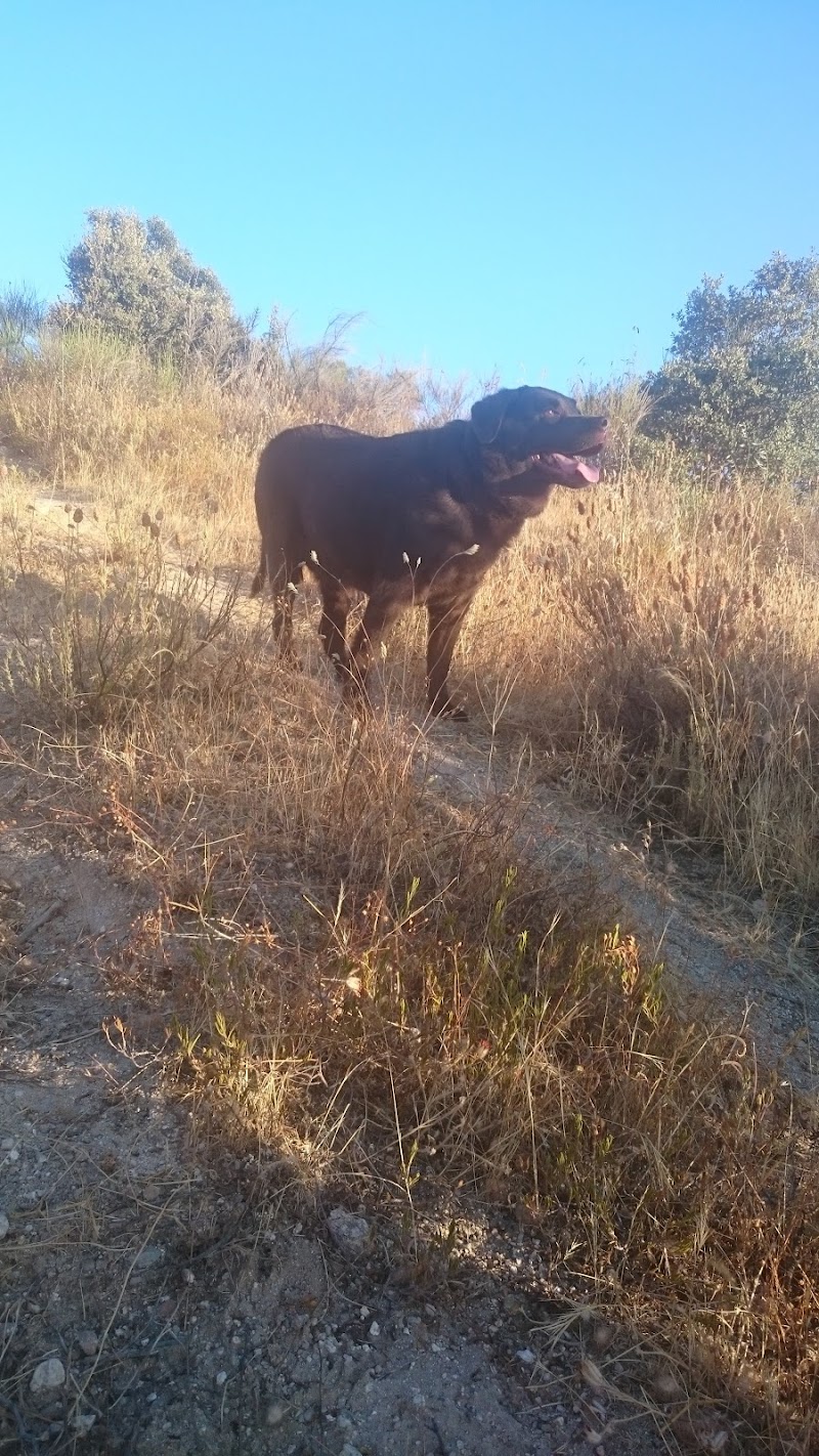 Imagen de Servicios Veterinarios a Domicilio