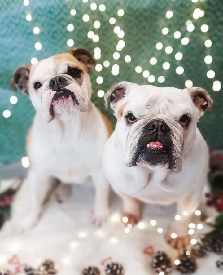 Imagen de Servicios Veterinarios a Domicilio