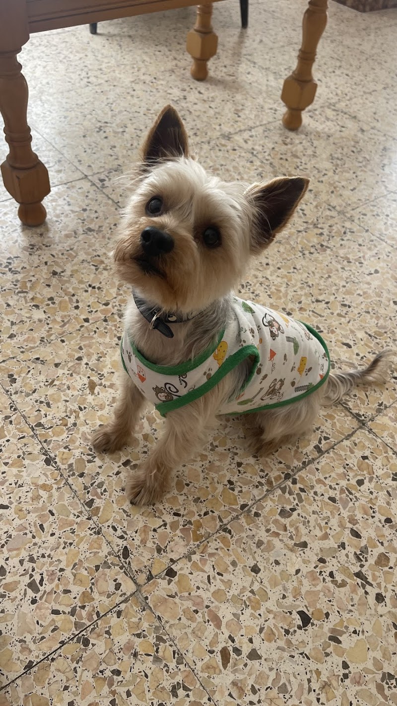 Imagen de Servicios Veterinarios a Domicilio