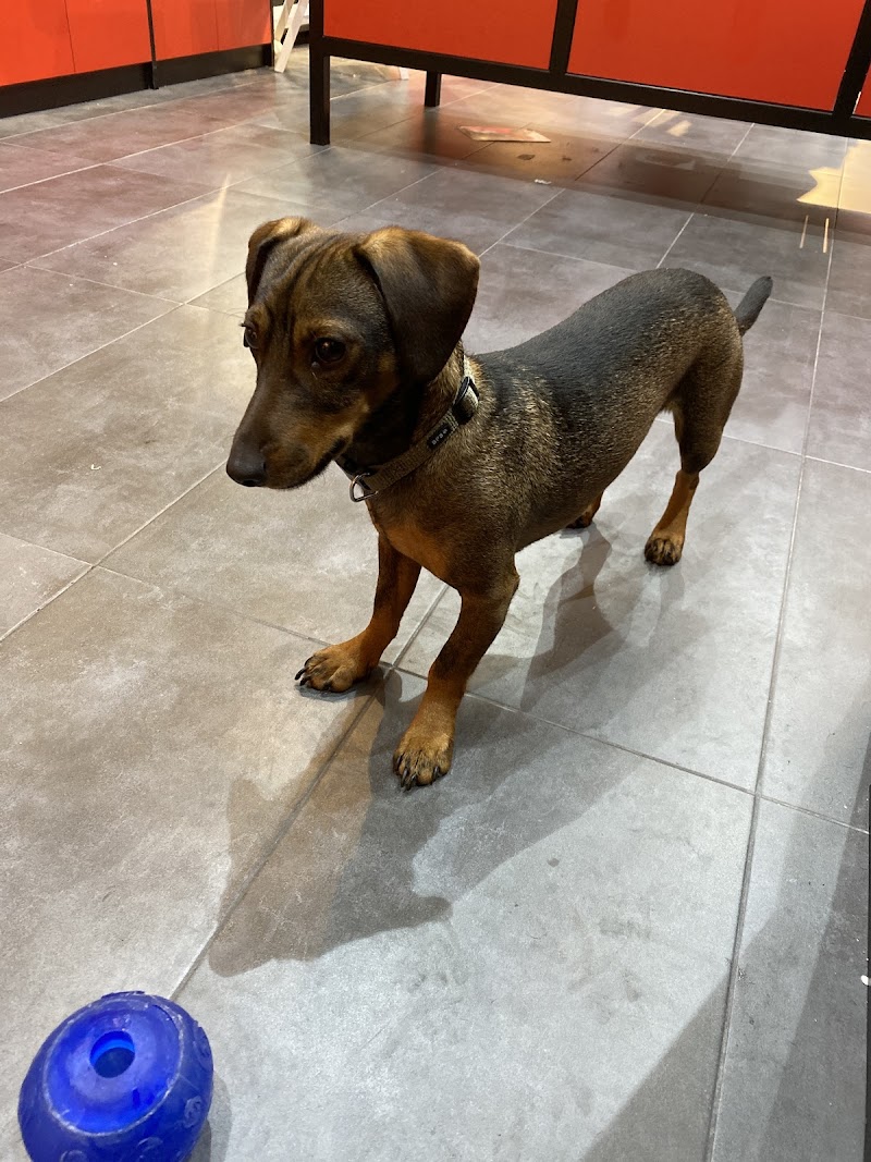 Imagen de Servicios Veterinarios a Domicilio