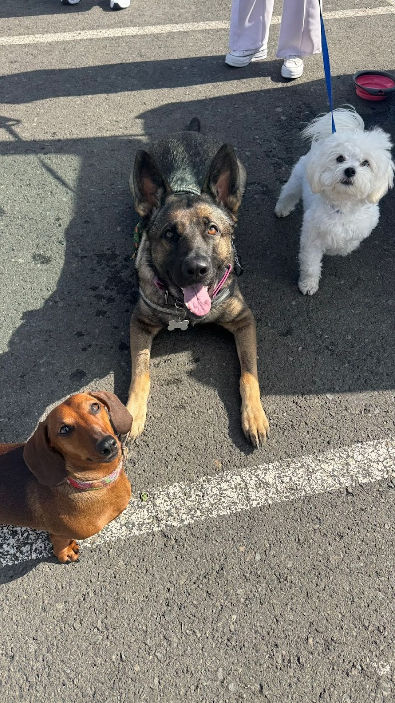 Imagen de Víctor Herrera Adiestramiento Dogdana