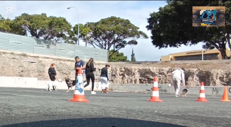 Imagen de Víctor Herrera Adiestramiento Dogdana