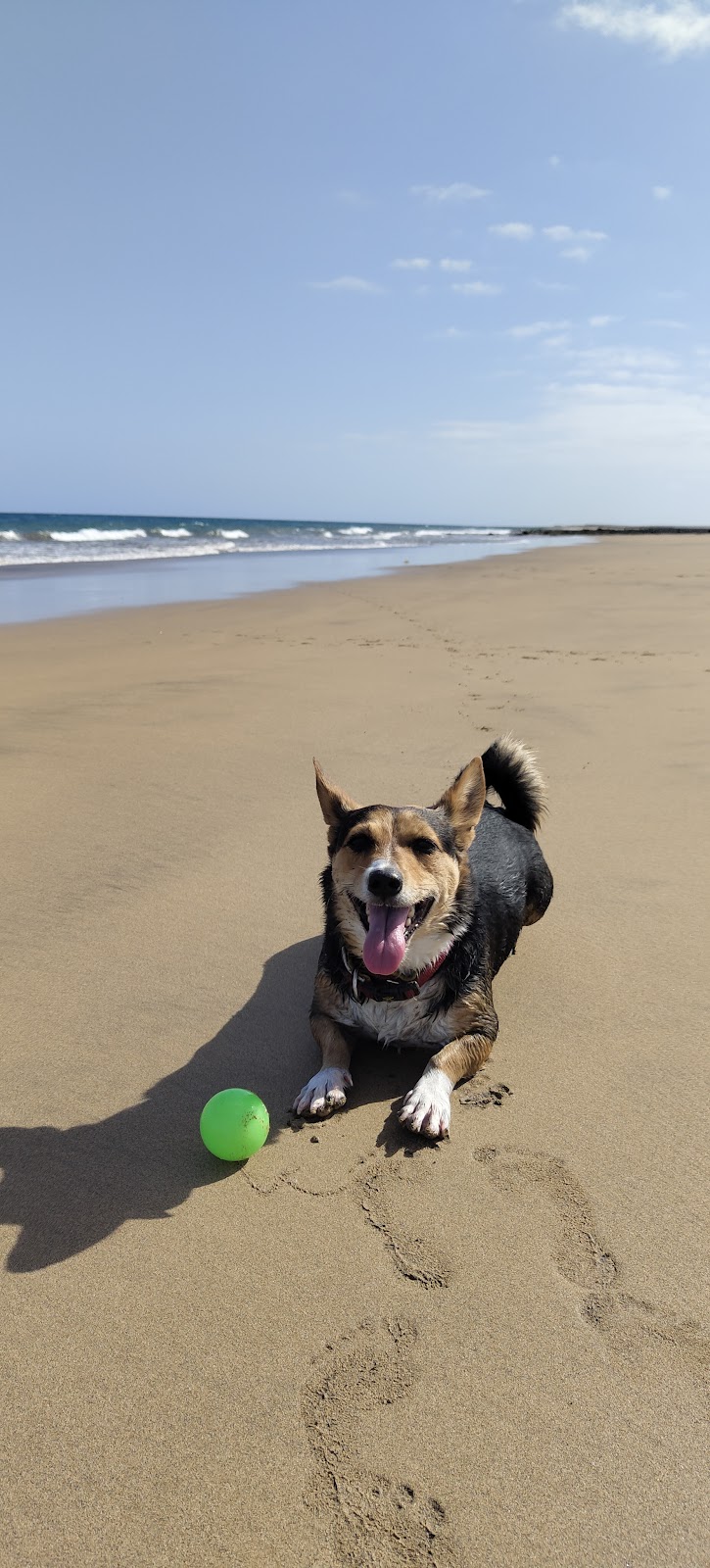 Imagen de Víctor Herrera Adiestramiento Dogdana