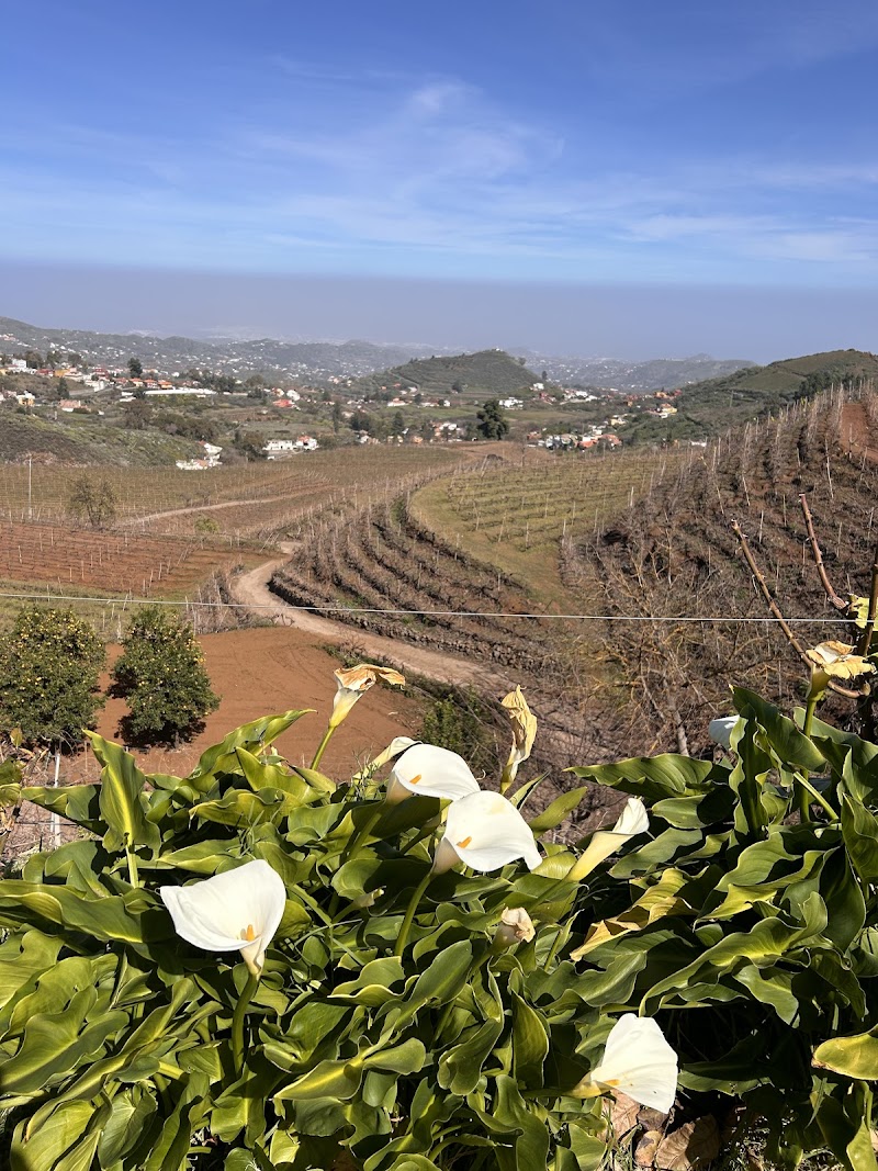Imagen de negocio en Bodega en Vega de San Mateo