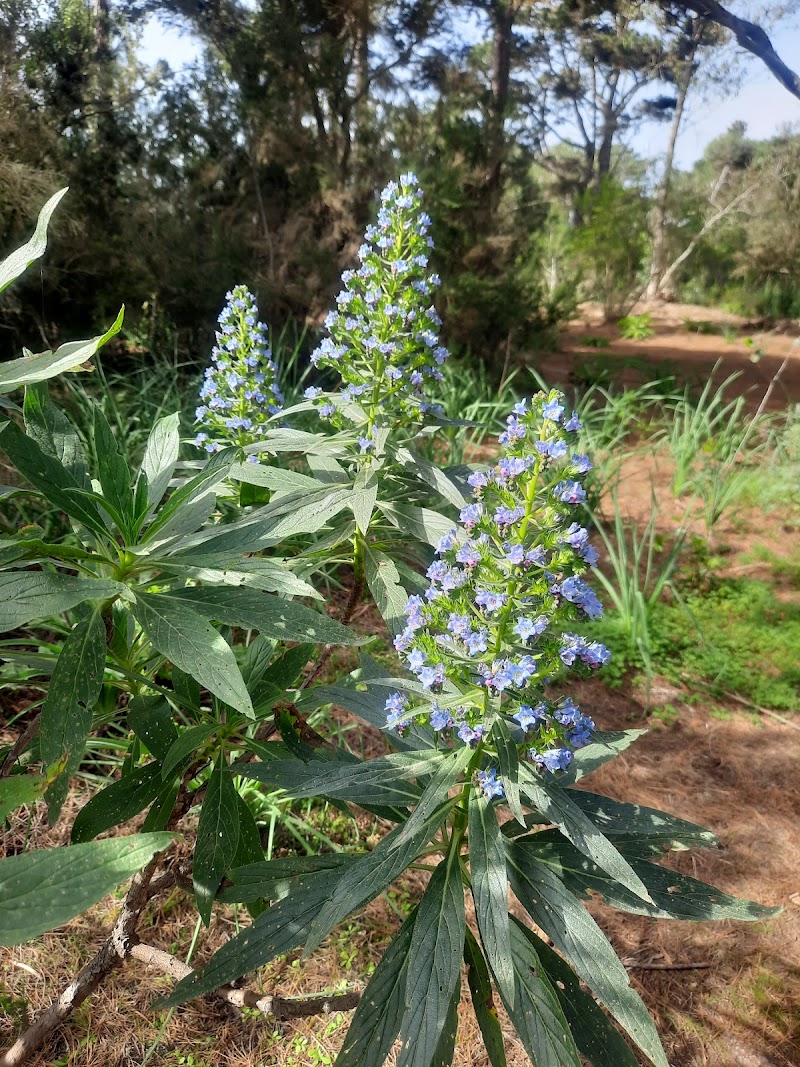 Imagen de Reserva Natural Especial de el Brezal