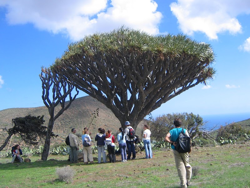 Imagen de Limonium Canarias – Turismo Activo y Sostenibilidad