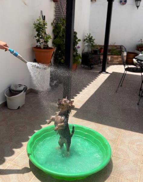 Imagen de Peluquería Canina